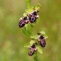 Tořič kyperský (Ophrys kotschyi)