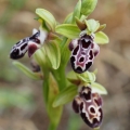 Tořič kyperský (Ophrys kotschyi)