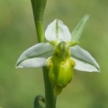 Toříč včelonosný (Ophrys apifera var...