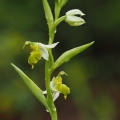 Tořič včelonosný (Ophrys apifera var...