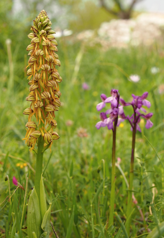 Aceras panenka (Aceras antropophorum)