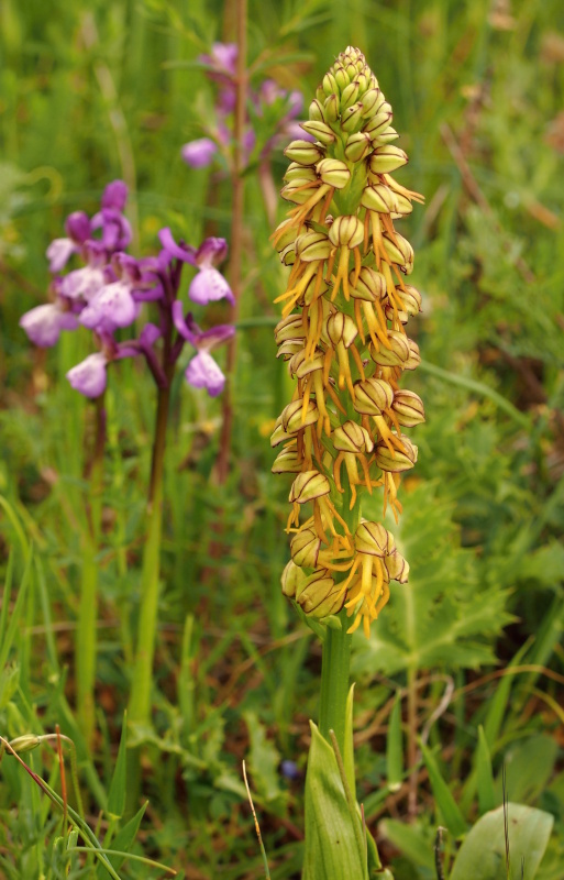 Aceras panenka (Aceras antropophorum)