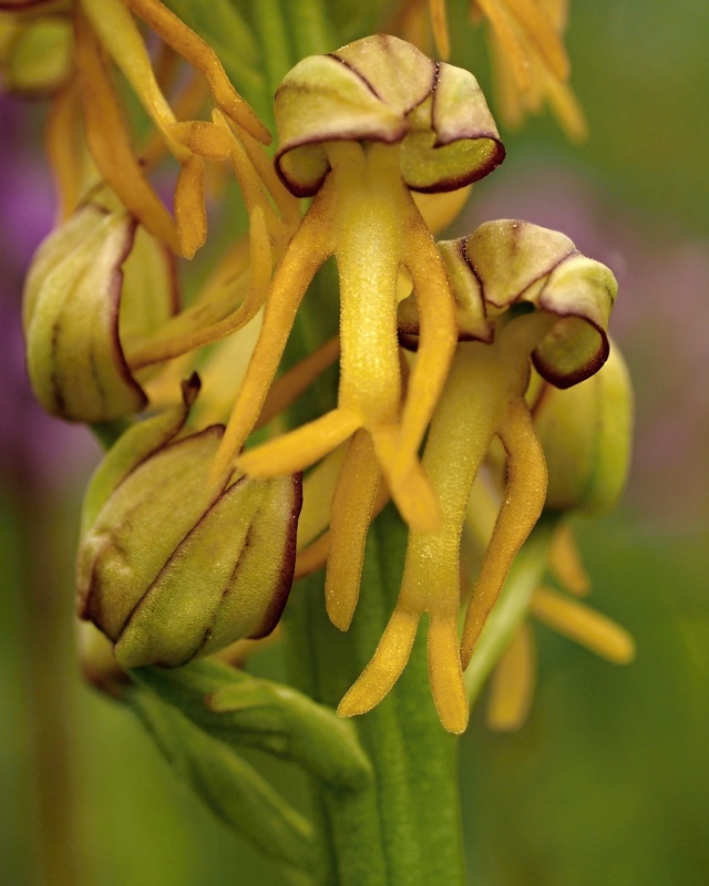 Aceras panenka (Aceras antropophorum)