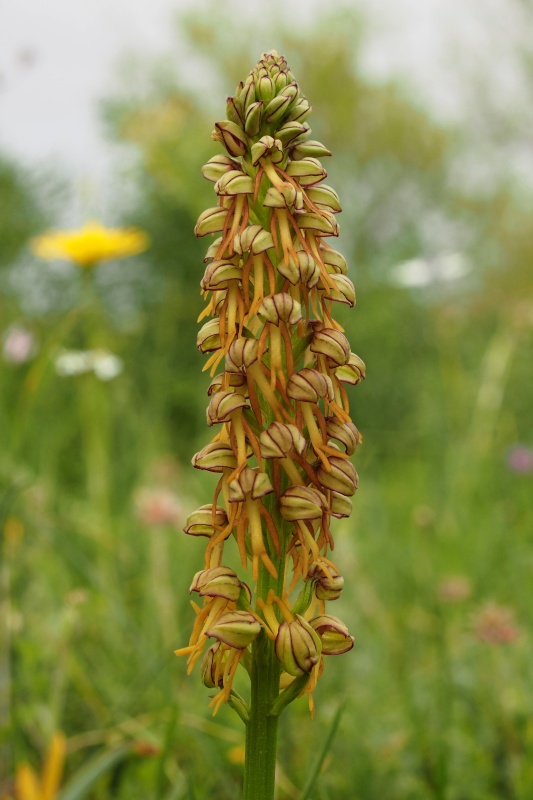 Aceras panenka (Aceras antropophorum)