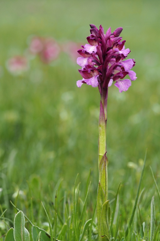 Anacamptis × gennarii (Anacamptis morio x Anacamptis papilionacea)