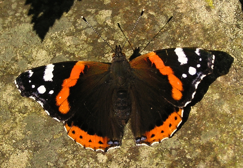 Babočka admirál (Vanessa atalanta)