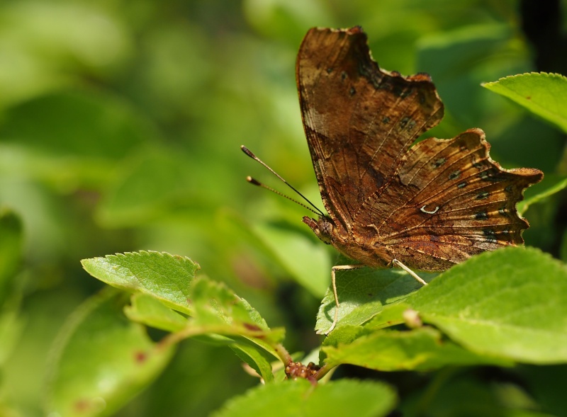 Babočka bílé C (Polygonia c-album)