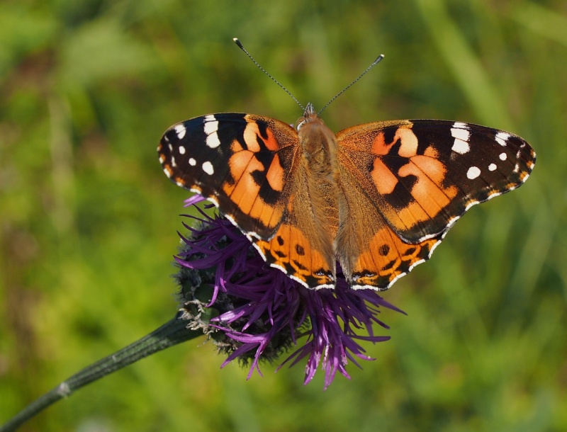 Babočka bodláková (Vanessa cardui)