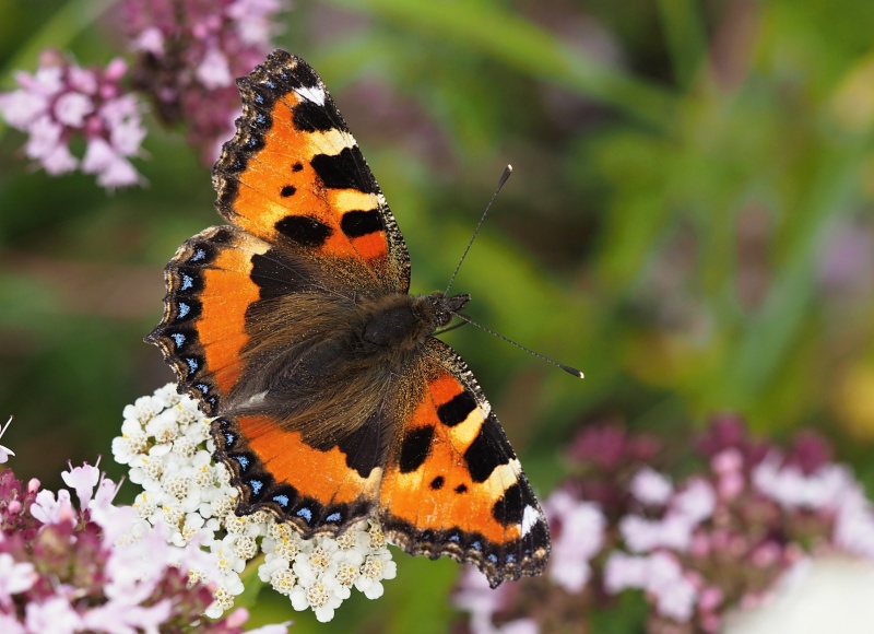 Babočka kopřivová (Aglais urticae)