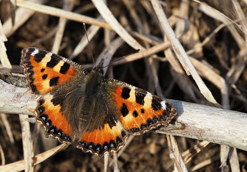 Babočka kopřivová (Aglais urticae)