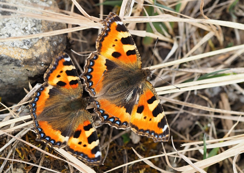 Babočka kopřivová (Aglais urticae)