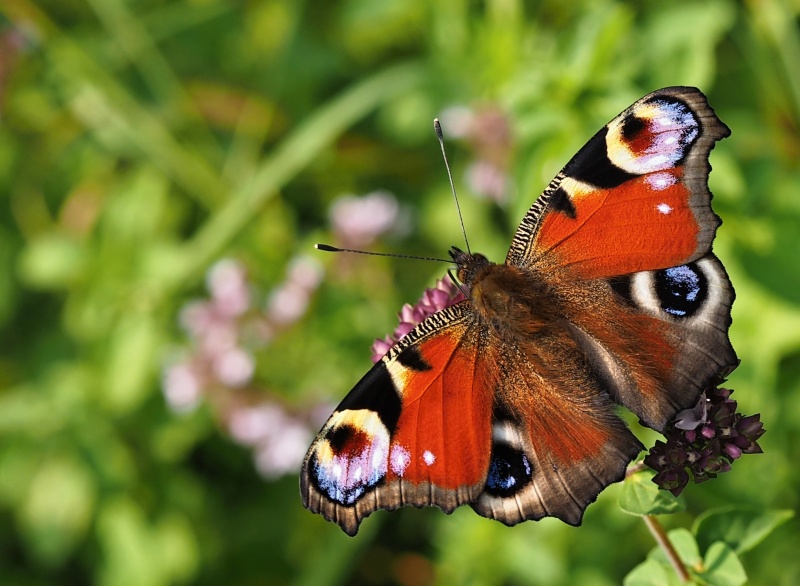 Babočka paví oko (Inachis io)