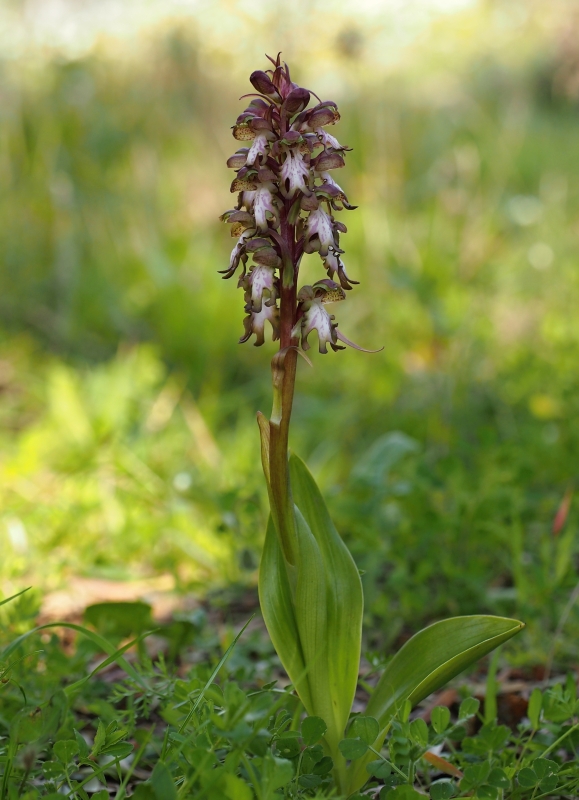 Barlie statná (Barlia robertiana)
