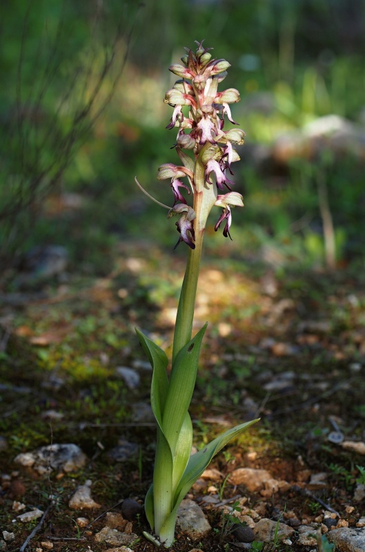 Barlie statná (Barlia robertiana)