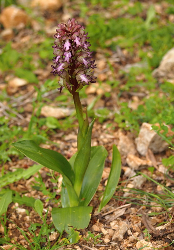 Barlie statná (Barlia robertiana)