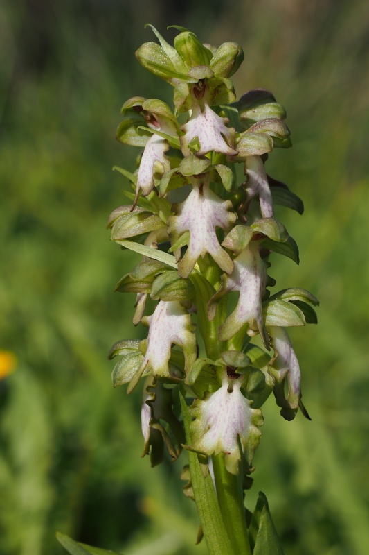 Barlie statná (Barlia robertiana)