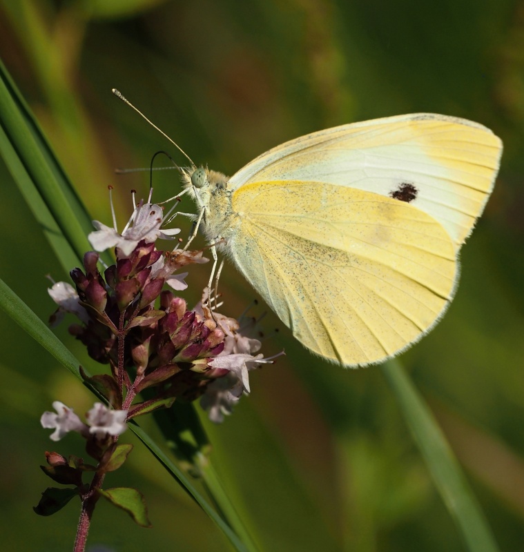 Bělásek zelný (Pieris brassicae)