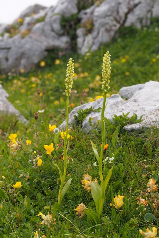 Běloprstka bělavá (Pseudorchis albida)