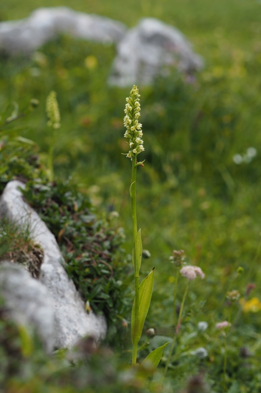 Běloprstka bělavá (Pseudorchis albida)