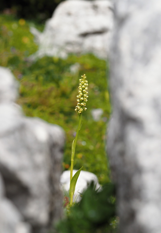 Běloprstka bělavá (Pseudorchis albida)