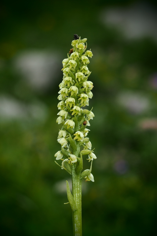 Běloprstka bělavá (Pseudorchis albida)