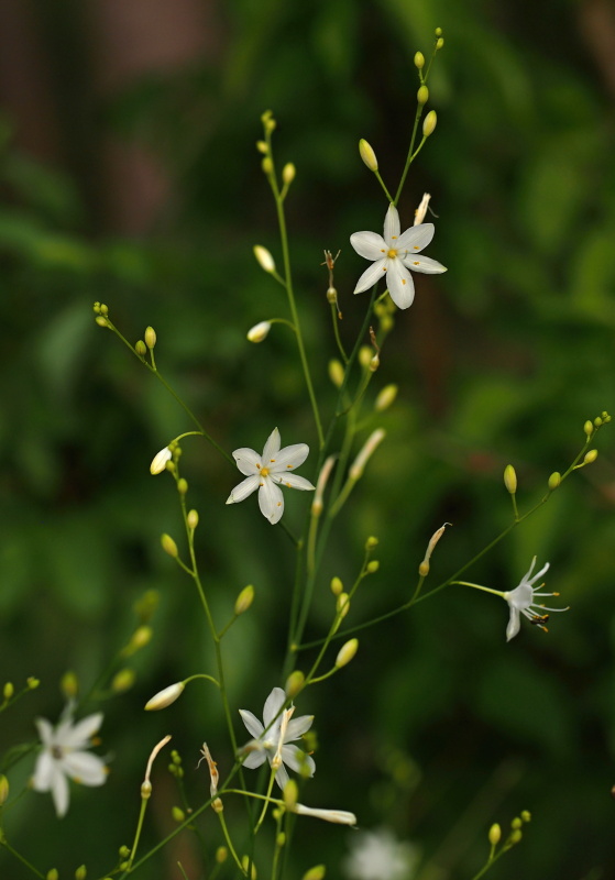 Bělozářka větevnatá (Anthericum ramosum)