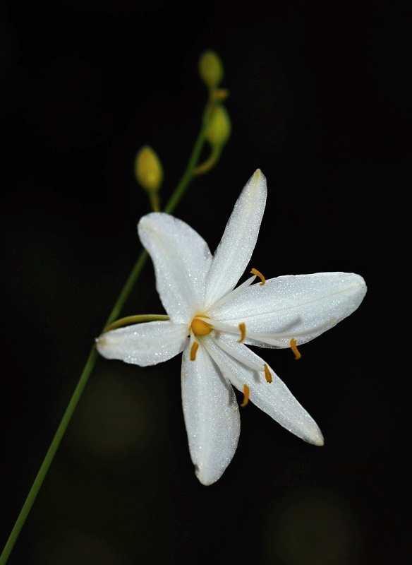 Bělozářka větevnatá (Anthericum ramosum)