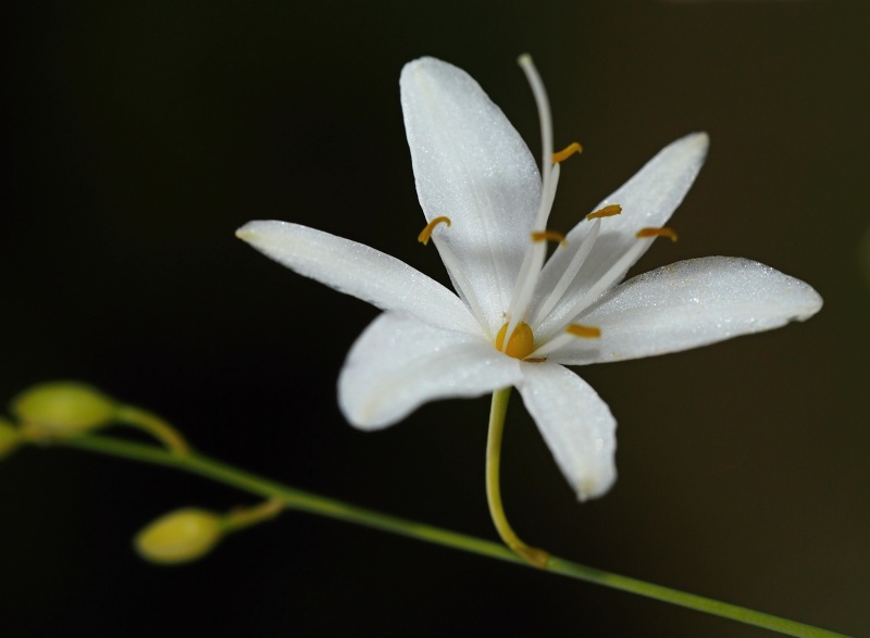 Bělozářka větevnatá (Anthericum ramosum)