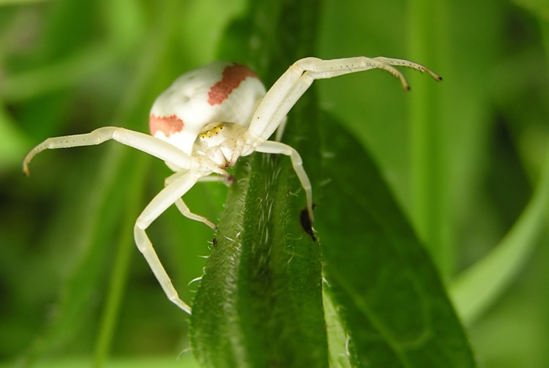 Běžník kopretinový (Misumena vatia)