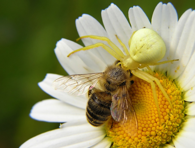 Běžník kopretinový (Misumena vatia)