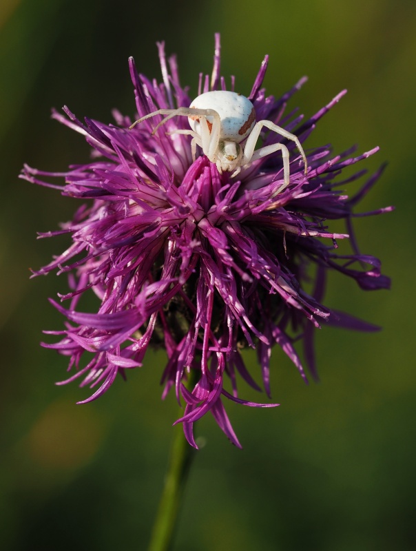 Běžník kopretinový (Misumena vatia)