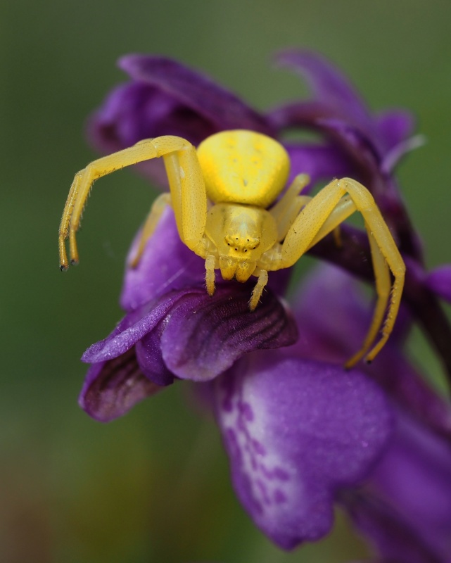 Běžník kopretinový (Misumena vatia)