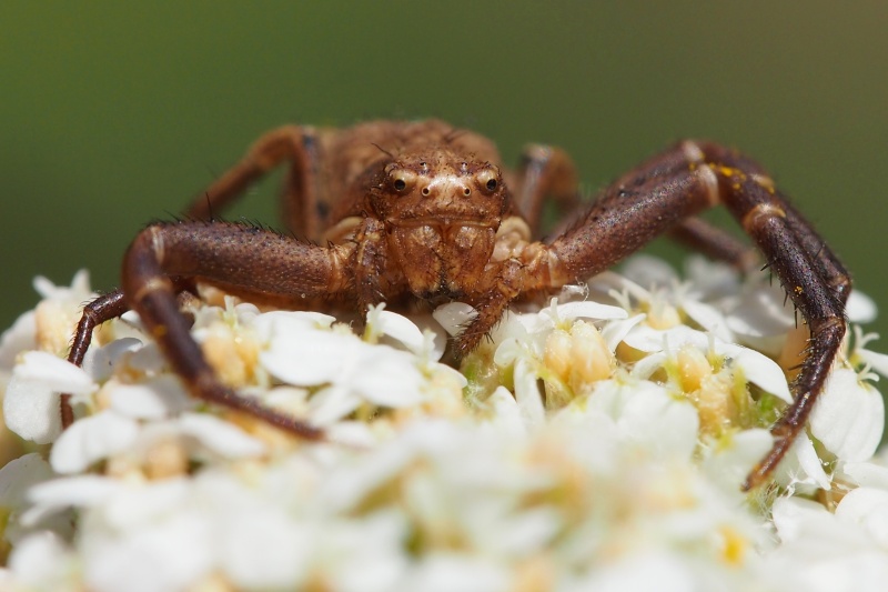 Běžník obecný (Xysticus cristatus)