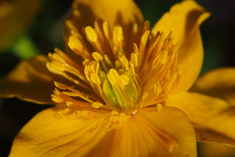 Blatouch bahenní (Caltha palustris)