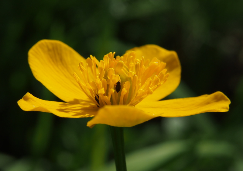 Blatouch bahenní (Caltha palustris)