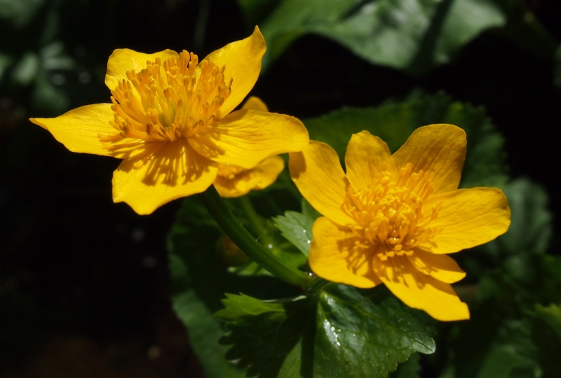 Blatouch bahenní (Caltha palustris)