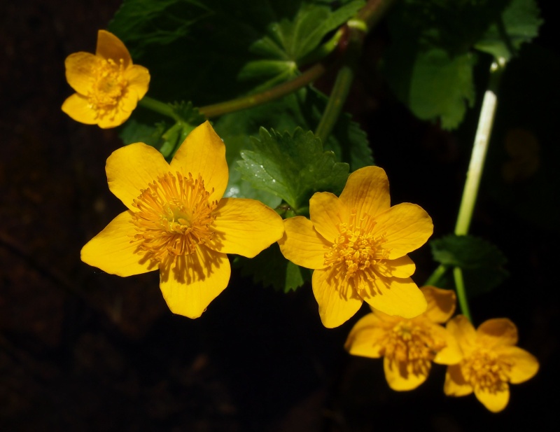 Blatouch bahenní (Caltha palustris)