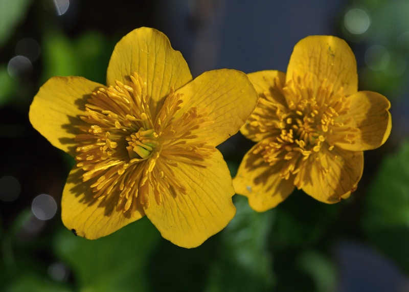 Blatouch bahenní (Caltha palustris)