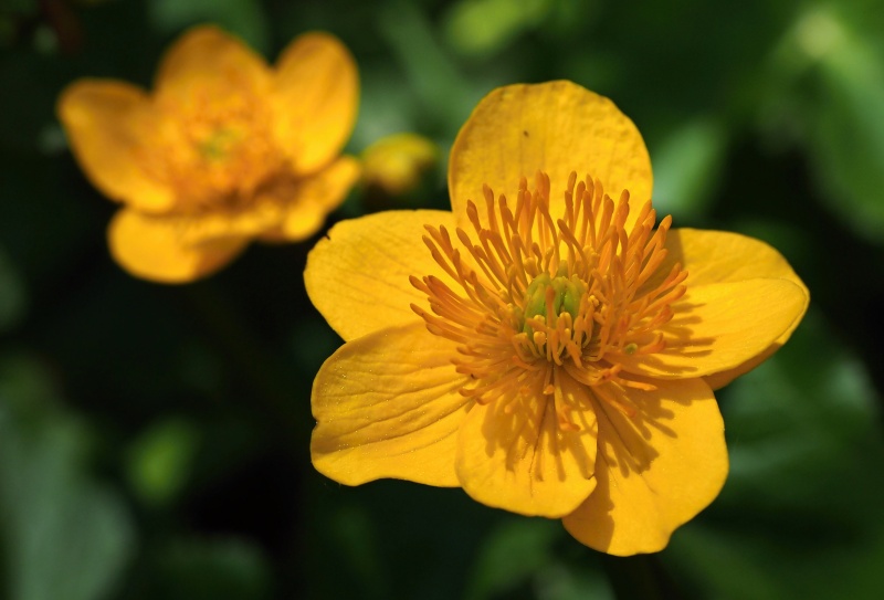 Blatouch bahenní (Caltha palustris)