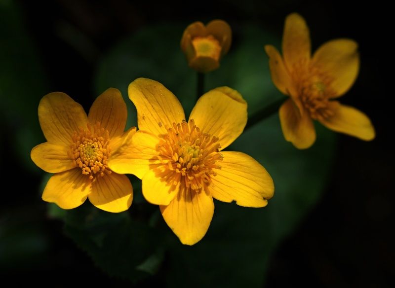Blatouch bahenní (Caltha palustris)