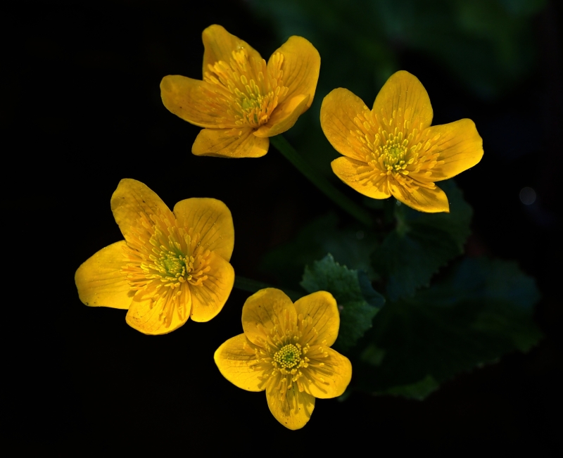 Blatouch bahenní (Caltha palustris)