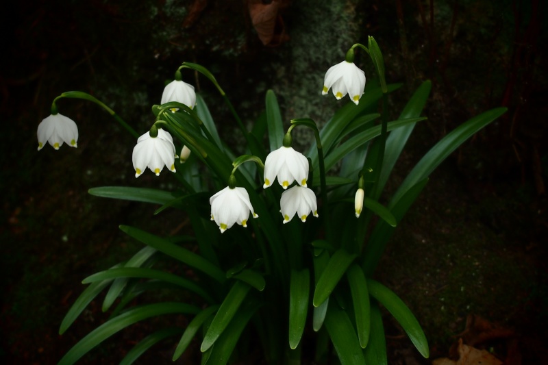 Bledule jarní (Leucojum vernum)