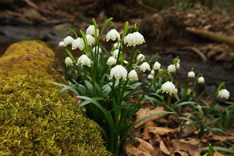 Bledule jarní (Leucojum vernum)