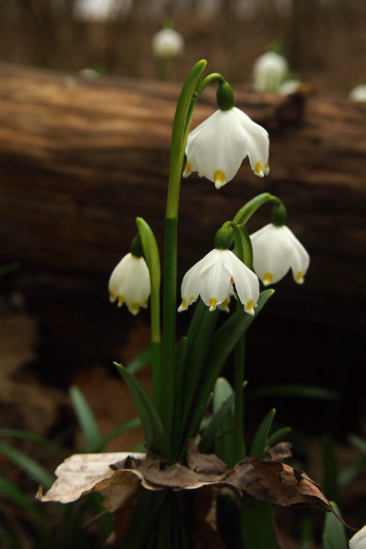 Bledule jarní (Leucojum vernum)