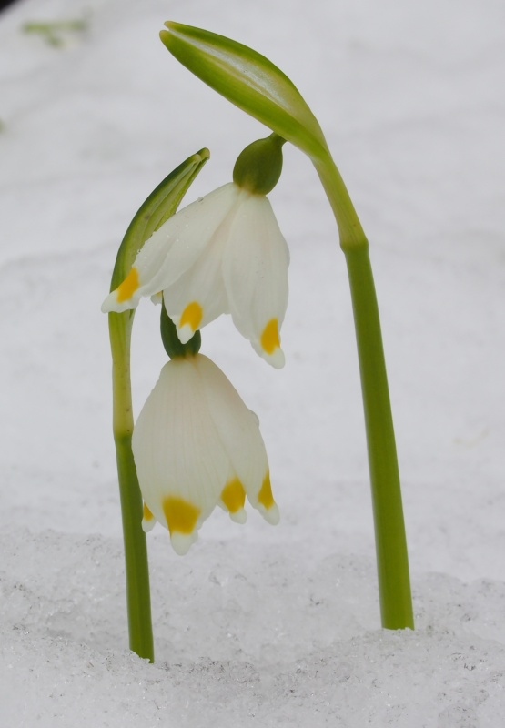 Bledule jarní (Leucojum vernum)