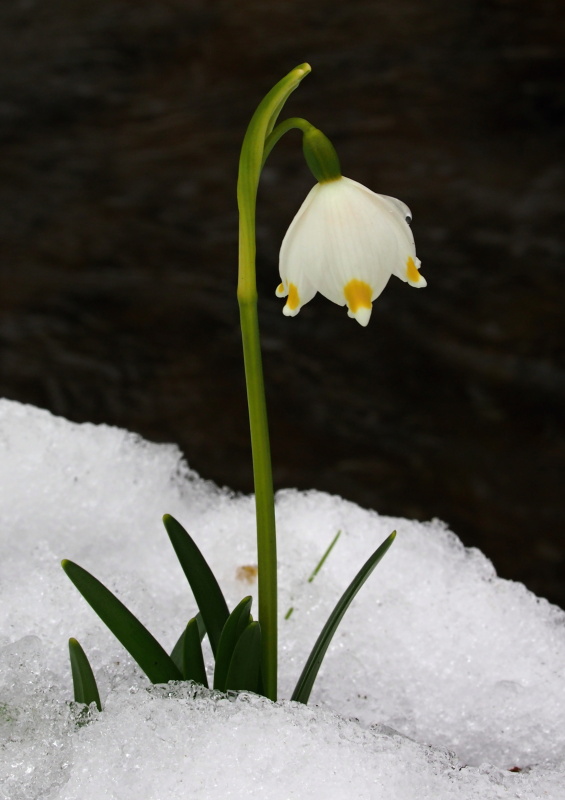 Bledule jarní (Leucojum vernum)