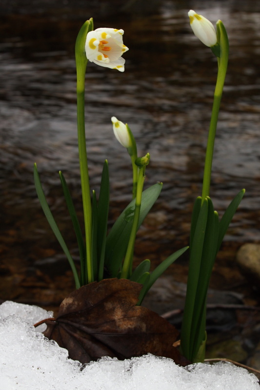 Bledule jarní (Leucojum vernum)