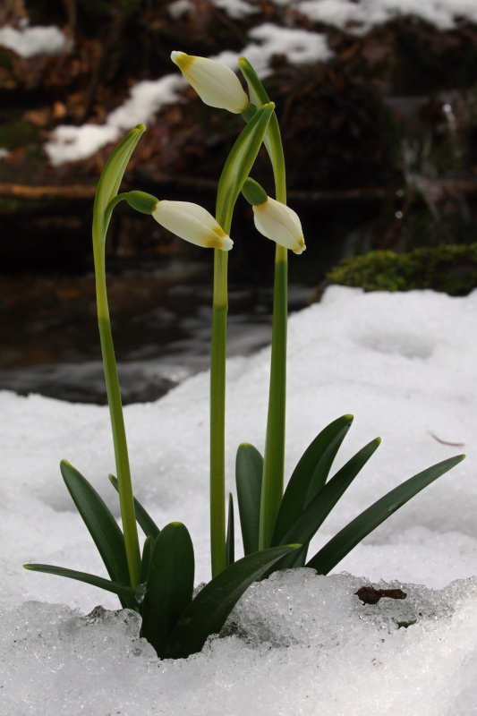 Bledule jarní (Leucojum vernum)