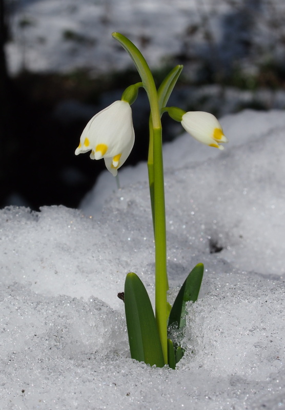 Bledule jarní (Leucojum vernum)