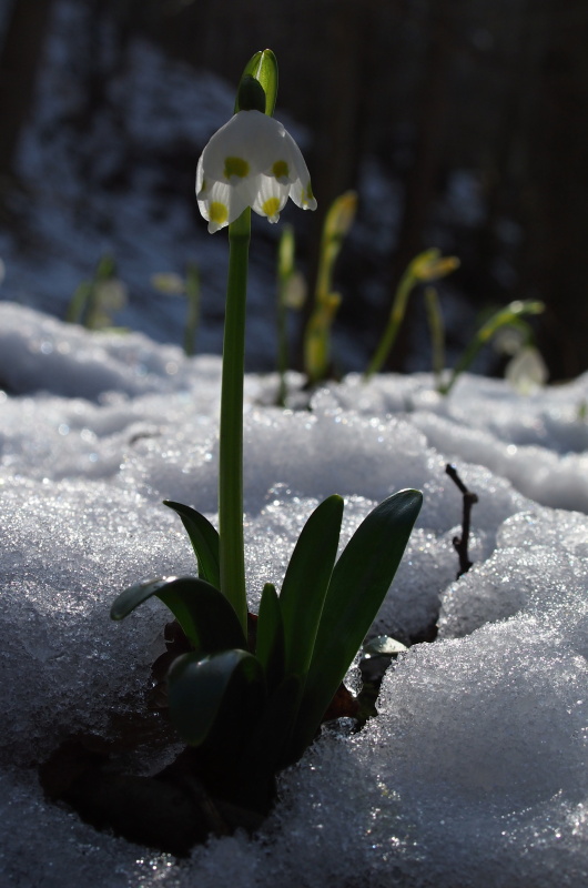 Bledule jarní (Leucojum vernum)